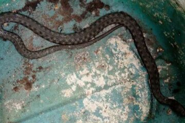 Змії заполонили Дніпро: люди намагаються впоратися з бідою, кадри