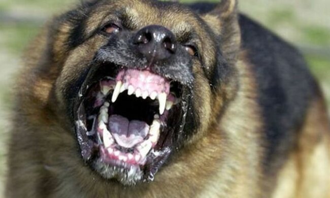 бешенство, агрессия, пес, зубы, оскал, клыки