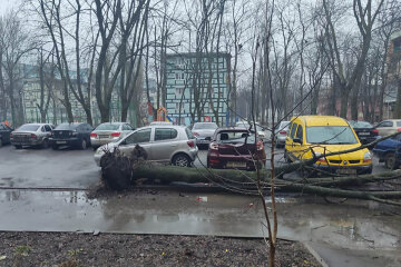 Дерево впало на авто в Дніпрі: фото наслідків негоди