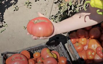 помідори