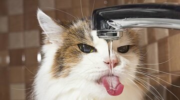 жара, кот, вода