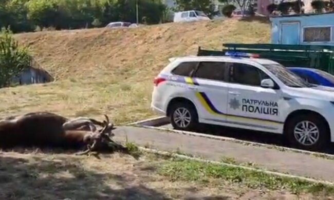 У Києві авто збило рогатого красеня з лісу, відео НП: "гуляв по Видубичах"