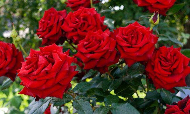 Мерія Дніпра закупила троянди по 500 гривень за штуку: навіщо їм це потрібно