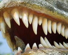 челюсть, зубы, пасть динозавра