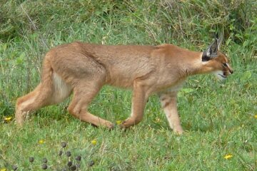 Под Киевом сбежала рысь, полиция и спасатели отказались искать: фото