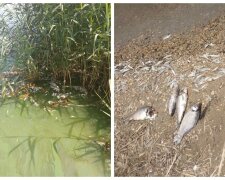 Сотні мертвої риби всипали узбережжя на Одещині: кадри НП і що відомо