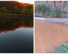 Озеро превратилось в болото в киевском парке, кадры: исчезли все утки и рыба