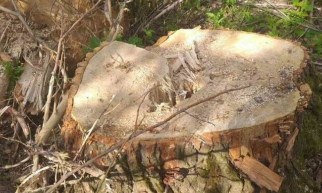 Экоинспекторы подсчитывают миллионные убытки после действий черных лесорубов