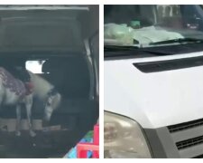 "Водителя нет, машина закрыта": пони оставили в запертом автомобиле на жаре, фото