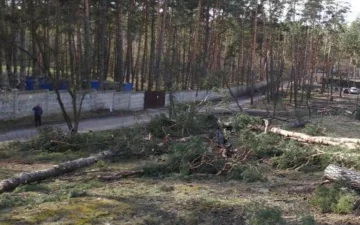 Дерева масово знищують під Києвом, поліцію підняли по тривозі: кадри варварства