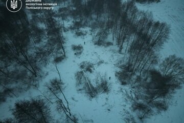 Масштабна розправа над лісом: на Житомирщині за один раз знищили понад 300 дерев, завдавши збитків на мільйони