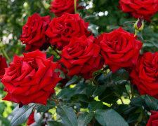 Мерія Дніпра закупила троянди по 500 гривень за штуку: навіщо їм це потрібно