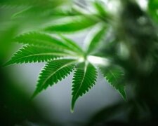 Канадський вуз запустить курс з вирощування марихуани
