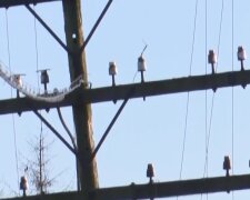 Графики отключения света в Ровенской области на 26 февраля