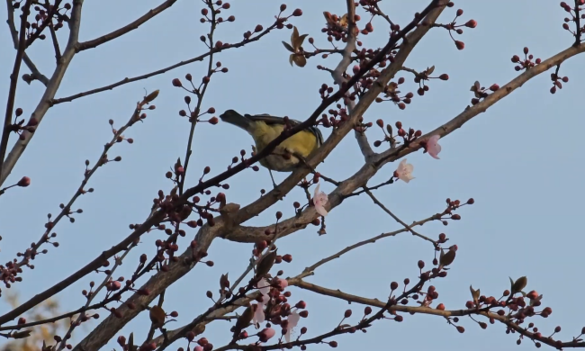 прогноз погоды на неделю с 24 по 30 апреля в Киеве