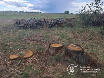 незаконная вырубка леса