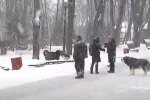 погода, зима, снег