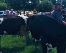Під Харковом корів зігнали на мітинг проти передачі пасовищ: "Земля віддана"