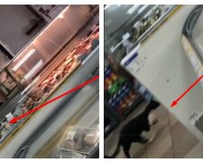 В харьковском магазине трогают рыбу грязными руками, рядом бегает кот: кадры беспредела