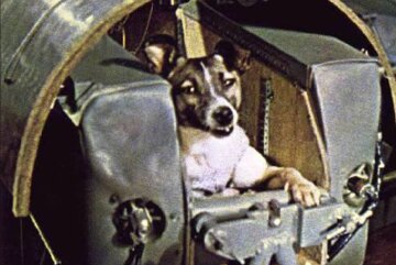 Первая собака-космонавт: 63 года назад Лайка полетела в космос, как сложилась ее судьба