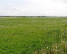 поле, трава, степь