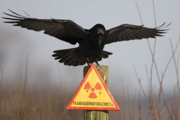 У зону відчуження їдуть десятки тисяч людей: хочуть побувати у фільмі жахів