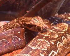 В Одессе жители встретили огромную змею: кадры облетели сеть