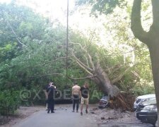 ЧП в Одессе: рухнувшее дерево перекрыло двор и раздавило машины, видео