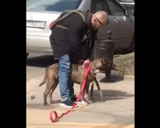 У центрі Одеси бійцівський пес зірвався з прив'язі і скоїв напад, відео: "Господар пішов у магазин"