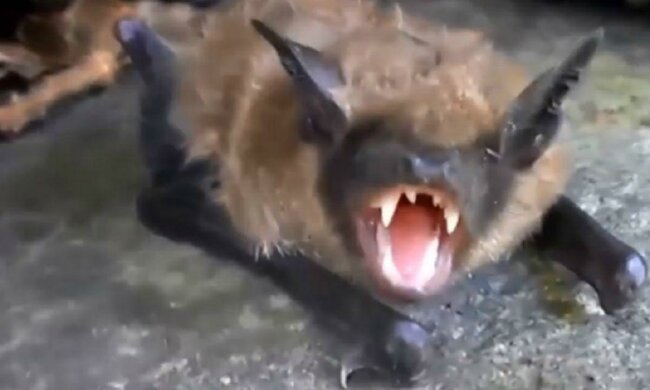 Летучая мышь