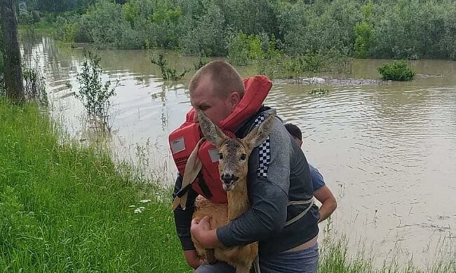 Стадо козуль опинилося в пастці через паводки на Буковині, фото: "Річка взяла в полон"