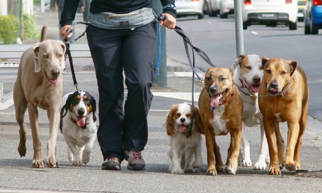 выгул собак