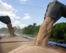 "У них кінець епохи бідності": в Держрезерві "зникнення" зерна на 800 млн гривень списали на мишей