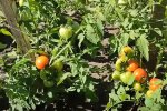 как спасти помидоры от жары