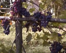 Як обрізати виноград до весни, щоб краще зростав: що важливо пам'ятати та знати