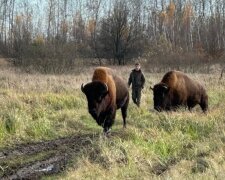 Великаны среди домов: на Житомирщине гулявших по селу зубров перегнали пешком 27 километров ради спасения
