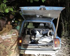Екоінспектори на Полтавщині врятували лебедів від браконьєрів: відкрито кримінальне провадження