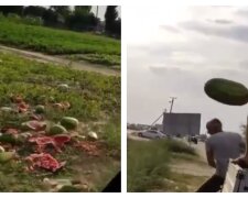 На удобрения: фермеры уничтожают урожай арбузов, не могут продать за 50 коп/1 кг