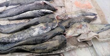 Госэкоинспекция задержала браконьера, незаконно выловившего рыбы и раков на сумму более 4 млн гривен