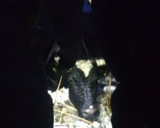 600-килограммовый бык провалился под лед в Харькове, фото: спасатели бросились на помощь