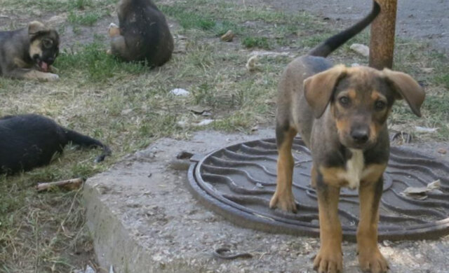 "Пострадал от коронавируса": в Днепре щенка выбросили на улицу, посчитав заразным