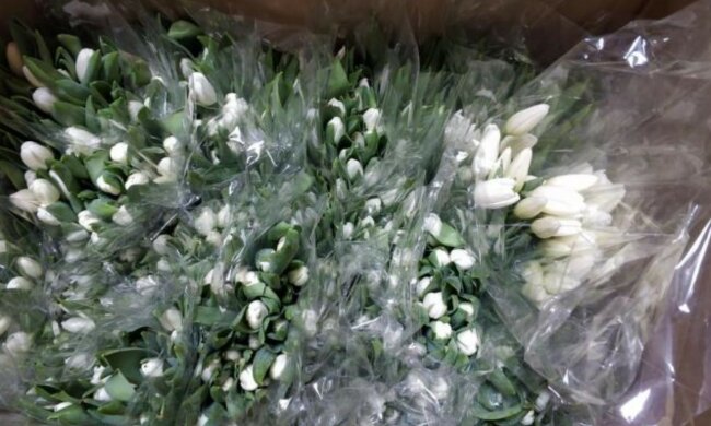 тюльпаны в целофане