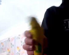 В Одесі школярі кидали папугу об стінку: відео розлетілося по мережі