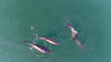 Зграя дельфінів влаштувала грандіозний переполох в Одесі: зоозахисники поділилися відео