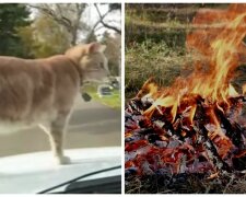 На Буковине живодеры устроили переполох ради видео: "Мучали над костром", детали