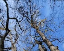 Прогноз погоди на тиждень з 3 по 9 листопада у Запоріжжі