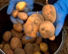 Цены на картофель в Украине: сколько нужно заплатить за килограмм в июне