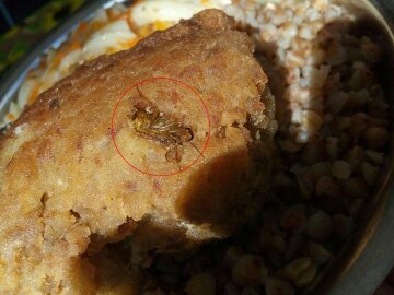 Бирюков показал чем кормят бойцов «АТО»: в тарелках — тараканы и черви (фото)