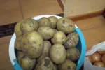 картопля
