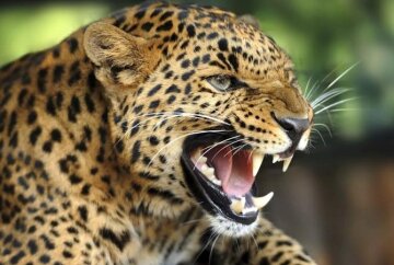 леопард животное